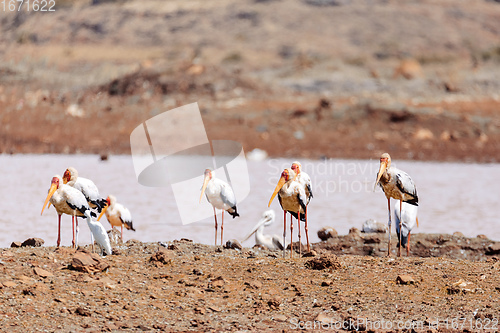 Image of Yellow-billed Stork, Ethiopia, Africa wildlife