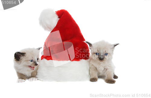 Image of Two purebred Siamese