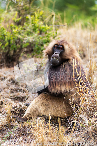 Image of endemic monkey Gelada in Simien mountain, Ethiopia