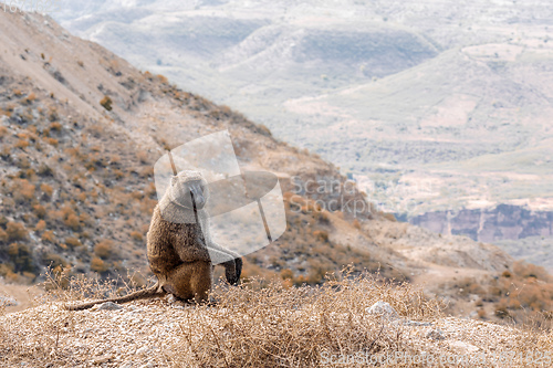 Image of chacma baboon, Ethiopia, Africa wildlife