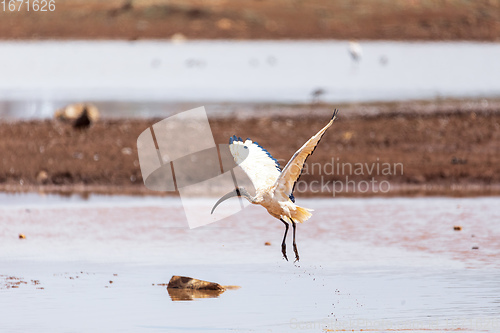 Image of bird African Sacred Ibis, Ethiopia safari wildlife