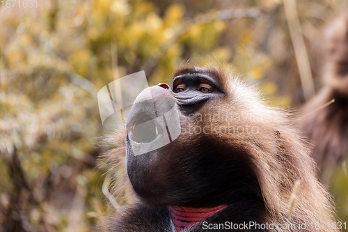 Image of endemic monkey Gelada in Simien mountain, Ethiopia