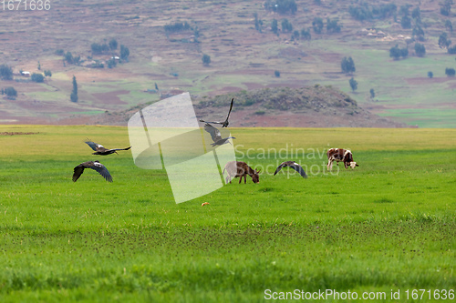 Image of Wattled Ibis, Ethiopia wildlife, Africa