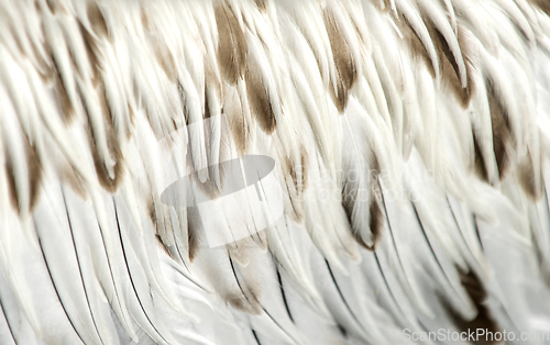 Image of White and brown feathers of a young pelican