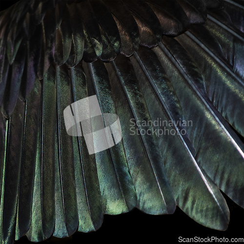 Image of Black bird feathers illuminated by the sun