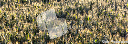 Image of Grain in field at sunset 