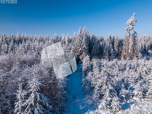 Image of Aerial top down view of beautiful winter forest treetops.