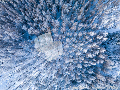 Image of Aerial top down view of beautiful winter forest treetops.