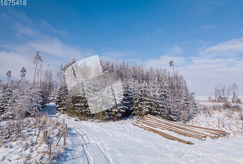 Image of Aerial view of spruce tree in deforested landscape