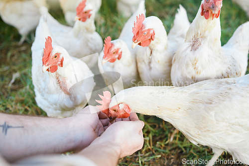 Image of Agriculture, chickens and hands with food for sustainability, eco friendly and free range farming industry in a barn. Sustainable agro worker, farmer or person bird care or animal care in countryside