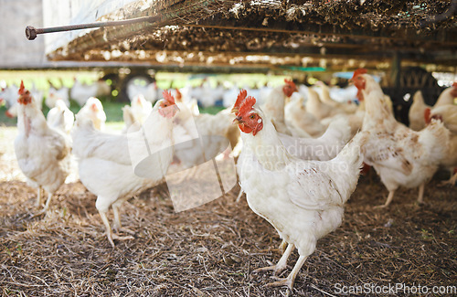 Image of Chickens, sustainability farm and birds on grass with no people in the countryside. Agro production, field and egg product business of livestock and animals for sustainable eco friendly farming