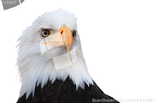 Image of Bald eagle (Haliaeetus leucocephalus)