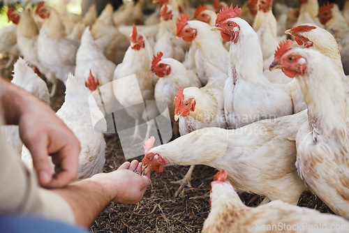 Image of Hands, chicken and feeding at outdoor farm for growth, health and development with sustainable organic farming. Man, farmer and poultry expert for eggs, birds or meat for protein in countryside field