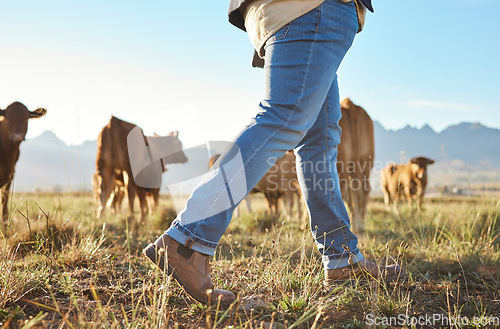 Image of Walking farmer, cows and countryside with farming shoes in a field with animals. Sustainability worker, outdoor and nature walk of an employee on grass in the sun for agriculture and environment job