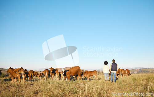 Image of Couple, farm and animals in the countryside for agriculture, travel or natural environment in nature. Man and woman farmer walking on grass field with livestock, cattle or cows for sustainability