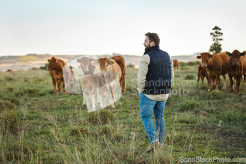 Image of Man, farm and animals in the countryside for agriculture, travel or natural environment in nature. Male farmer or traveler walking on grass field with livestock, cattle or cows for dairy production