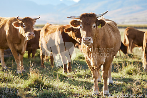 Image of Sustainability, farming and cows on field, happy animals in countryside with mountains, sustainable dairy and beef production. Nature, meat and milk farm, cattle grazing on grass in eco agriculture.