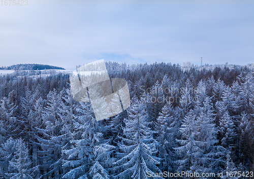 Image of Aerial top down view of beautiful winter forest treetops.