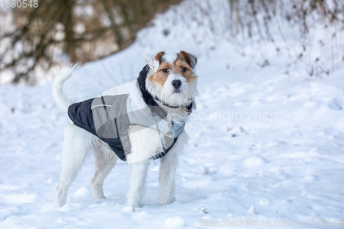 Image of dog parson russell terrier breed