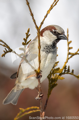 Image of beautiful small bird house sparrow in winter