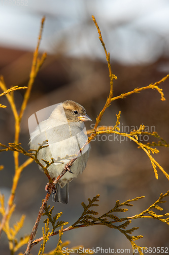 Image of beautiful small bird house sparrow in winter