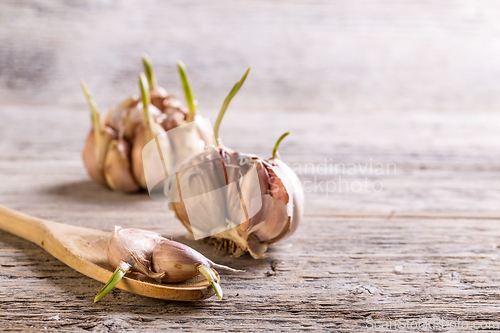 Image of Garlic cloves