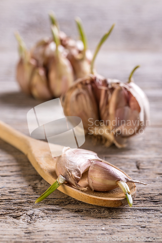 Image of Garlic