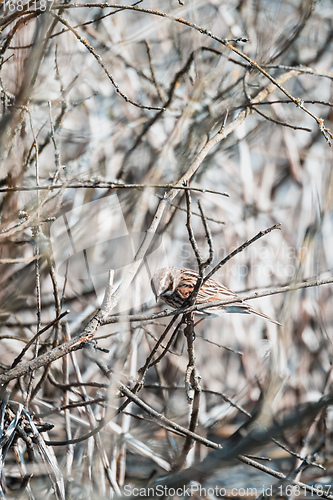 Image of Common reed bunting female on the branch