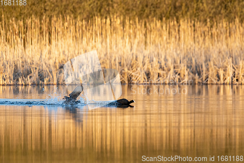 Image of Bird Eurasian coot Fulica atra on pond