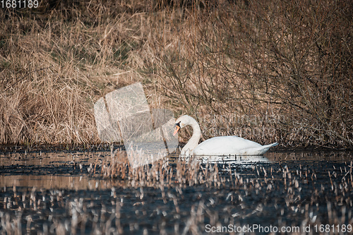 Image of Wild bird mute swan in spring on pond