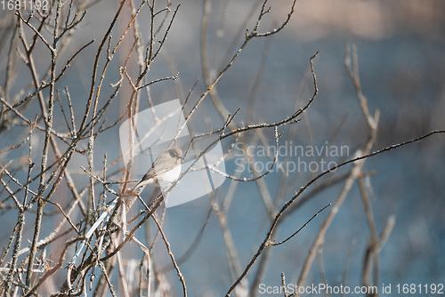 Image of small song bird Willow Warbler, Europe wildlife