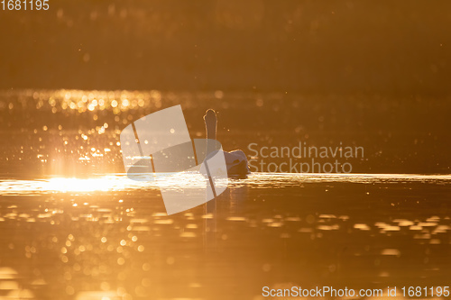 Image of Wild bird mute swan in spring on evening pond