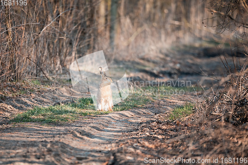 Image of wild rabbit, European hare, europe wildlife