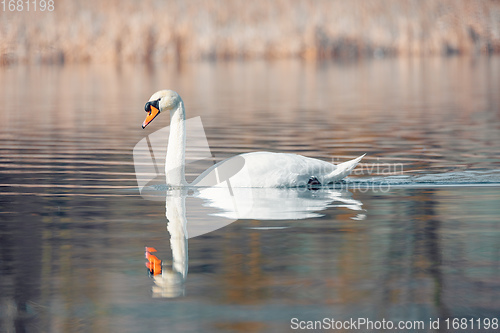 Image of Wild bird mute swan in spring on pond