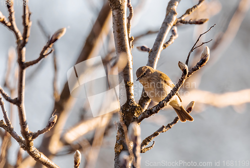Image of small song bird Willow Warbler, Europe wildlife
