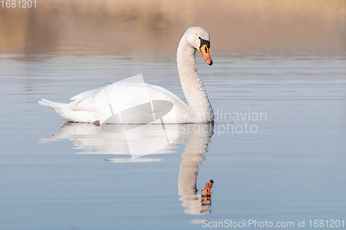 Image of Wild bird mute swan in spring on pond