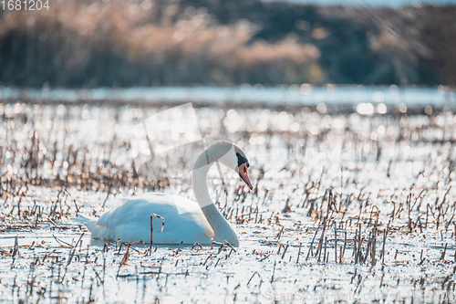 Image of Wild bird mute swan in spring on pond