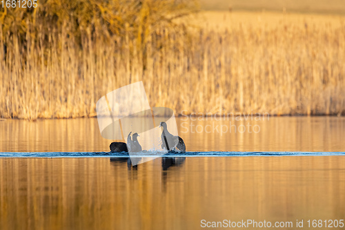 Image of Bird Eurasian coot Fulica atra on pond