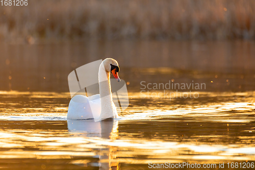 Image of Wild bird mute swan in spring on evening pond