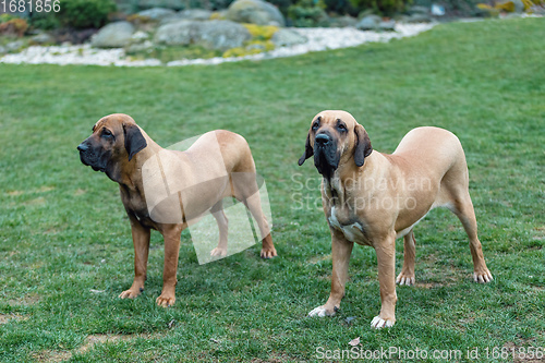 Image of female of guardian dog Fila Brasileiro, Brazilian Mastiff