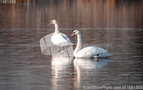 Image of White swan on the frozen pond.