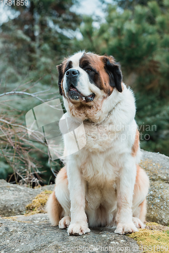 Image of Portrait working breed of of St. Bernard dog