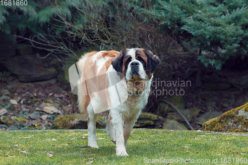 Image of Portrait working breed of of St. Bernard dog