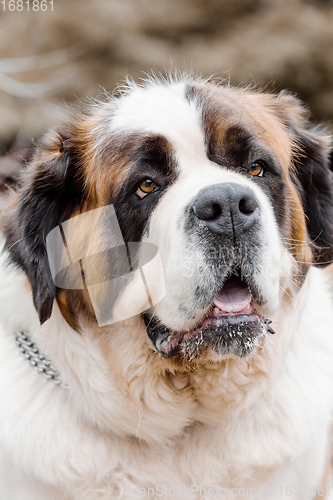 Image of Portrait working breed of of St. Bernard dog