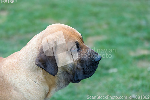 Image of female of guardian dog Fila Brasileiro, Brazilian Mastiff