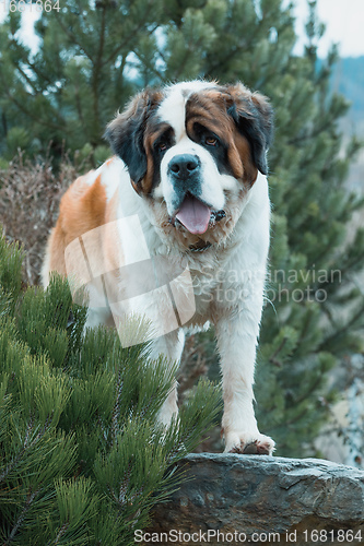 Image of Portrait working breed of of St. Bernard dog