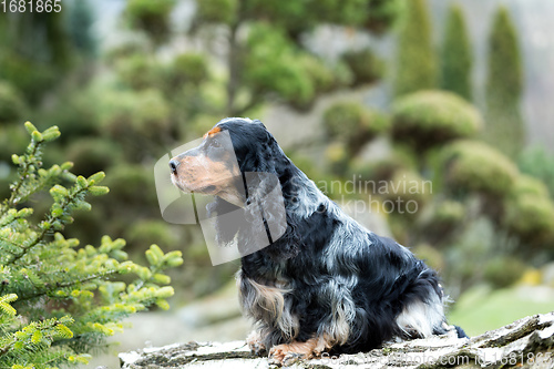 Image of outdoor portrait of sitting english cocker spaniel