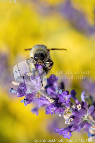 Image of bee on violet lavender in spring garden