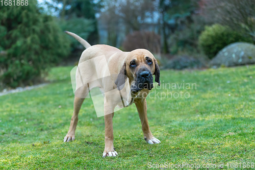 Image of female of guardian dog Fila Brasileiro, Brazilian Mastiff