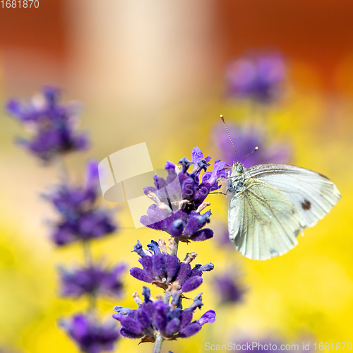 Image of White butterfly on violet lavender